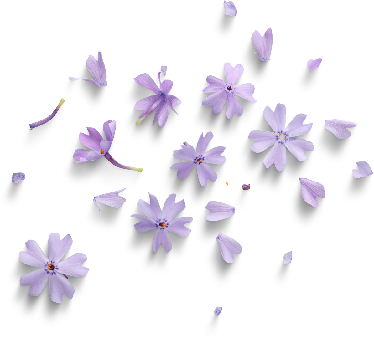 Purple flowers